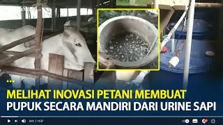 Inovasi Petani Membuat Pupuk Mandiri Dari Urine Sapi