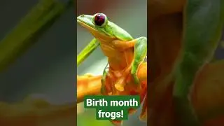 Birth month frogs! #frog #birthday #wildlife