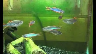 OrangeFin.avi