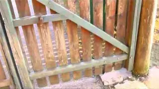 Beagle Welpen