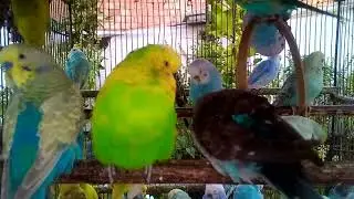 Creating a Budgie Friendly Home Cage Setup and Environment Tips!