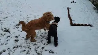 More Atlas and Toby playing in the backyard.