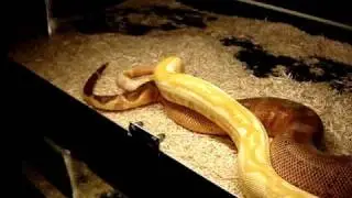 Bloody Super Salmons Het. Sharp Albino ~ Boa Constrictors