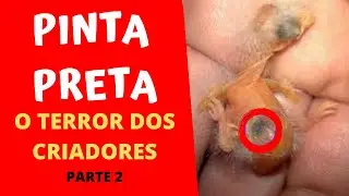 COMO TRATAR PINTA PRETA EM CANÁRIOS - Parte 2