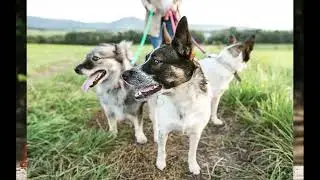 Chapter 2 | The Ultimate Dog Travel Go Bag Guide | A Different Breed&trade;