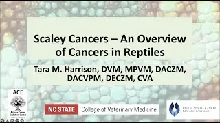 Scaly Cancers: An Overview of Cancers in Reptiles