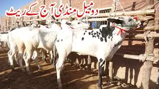 Today Domail Mandi Fatehjang Rate’s update24Jan2025-Part01Sunny Video Fateh Jang Cow Mandi 2025