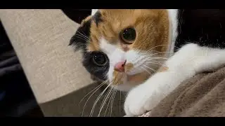 「おはぎ」という猫なんです