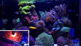 Algae Scrubber | ULR Phosphorus Hanna Checker Test Results are in! - Reef update