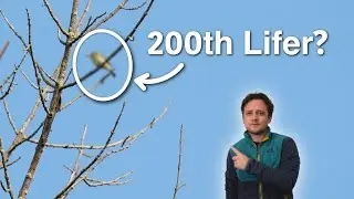 Can I Get My 200th Lifer Birding in Wisconsin?