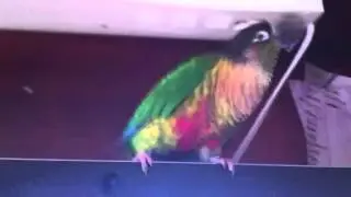 Ziggy the bird