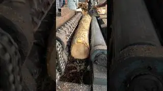 Wood peeling amazing machine work 🌲🌴|#short #woodworking #plywood