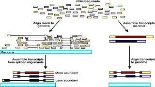 Types and Steps of RNA Sequencing