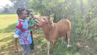 Pasangan Brekai Balab Yaitu Griduh Onggu Tembusen Sumenep Latihan Di Lap Skep Bangkalan. 