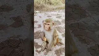 Primate Puzzle Expedition: Monkey's Quest for the Ultimate Jungle Riddles!  | #shorts #short