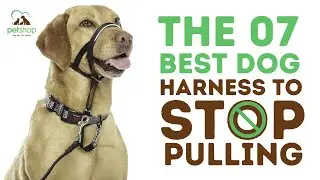 Best Dog Harnesses to Stop Pulling