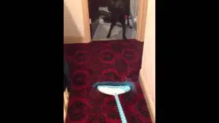Dog scared of a broom