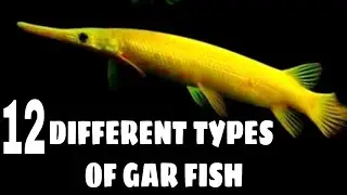Types of gar fish | Florida gar | Alligator gar | Spotted Gar | Cuban gar fish