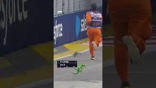 🦎 We Will NEVER Forget The Singapore Lizard 🦎