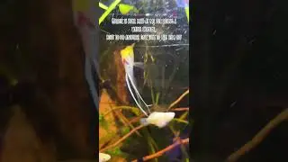 Angry angel fish antics: aquarium drama unfolds #angelfish #freshwateraquarium
