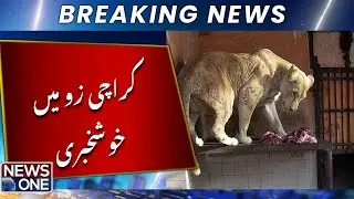 Karachi Zoo Joy: Three New Lion Cubs Born! | NEWS ONE