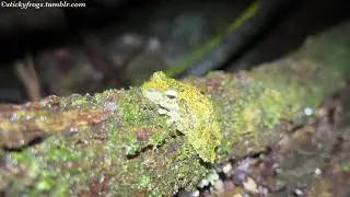 Beautiful frogs we met tonight in Cairns in Far North Queensland!