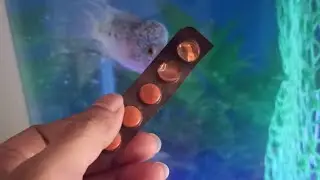 flowerhorn fish not eating food | Flowerhorn Fish not Eating - Steps to recover a 100% working trick
