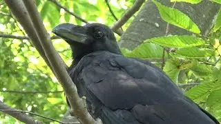Large-billed Crow ( Corvus macrorhynchos ) from May to October 2023