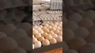 ಸ್ವರ್ಣಧಾರ ಕೋಳಿ-8553399008