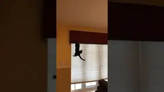 Watch this funny, crazy & hilarious CAT climb down the curtains | Don&rsquo;t miss out! | Bad kitty