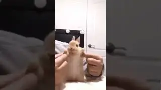 Bunny #memes #funny #cute