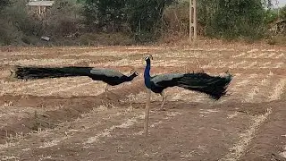Never Seen Peacock Dance 🦚 || peacock sound heavy rain ||  #peacocksound #rain #birds