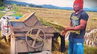Farm Tech: Threshing Paddy Fast the Simple Way _FarmersLife _Shorts
