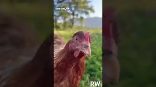 VISIT CONGO 