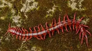 Amazing Facts About Centipedes