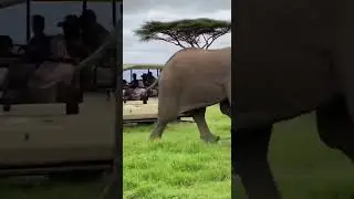 Lizard going inside nose of elephant unbelievable close encounter #wildlife #nature #animals
