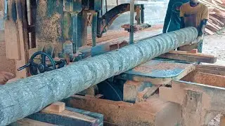 Unbelievable Skills in Sawing Coconut Trees &ndash; Watch This World Class Lumberjack at Work!
