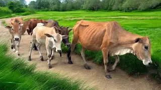 Sapi Lembu Jinak di Giring masuk ke Kandang Peternakan Hewan Ternak  - Suara Sapi Lucu Saat Gembala