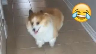 Hype Corgi