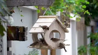 Make a wooden bird house and bird feeder from recycled pallets
