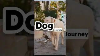 Journey of the wild dog ? #shorts #shortsstory #story #storytime #inspiration #dog #emotion