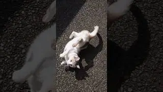 Cat Righting Reflex?