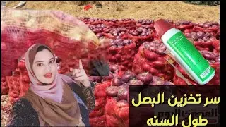 اهم اسرار تخزين البصل طول السنه من غير ماواحده تبوظ منه والسر في مكون جبتهلكم من المهندس الزراعي