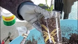 Rooting dormant cuttings 101