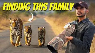 Can we Find the Most Famous Family of Ranthambore | Arrowhead | P1
