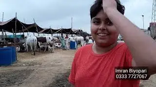 Huzaifa K Sath Mandi Rates Ka Review - Bakra Eid 2019 - Karachi Sohrab Goth Gai Mandi