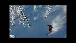 Bluebird Day