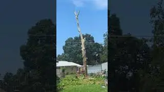 Huge sycamore tree is finally down