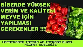 Biberde YÜKSEK VERİM ve KALİTELİ MEYVE için Yapılması Gerekenler ‼‼ (Bölüm-2) #Biber  #Budama