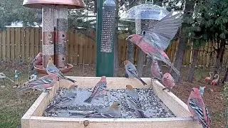 Backyard Feeders Overflow With More Than A Dozen Pine Grosbeaks In Ontario! | Nov. 4, 2025